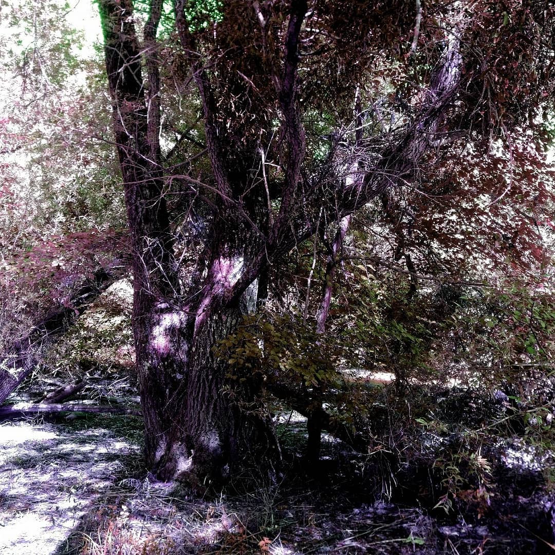 Parc naturel de la forêt d’Orient